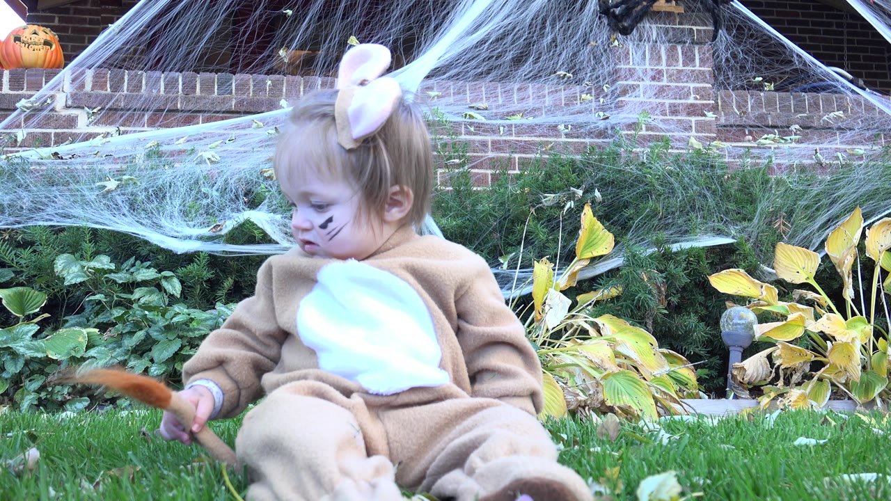 At 0:02 in Westminster, Colorado, the toddler extends one hand toward the fuzzy tail in the grass, with shrubs, yellow leaves, brick steps, and Halloween webbing in the background.