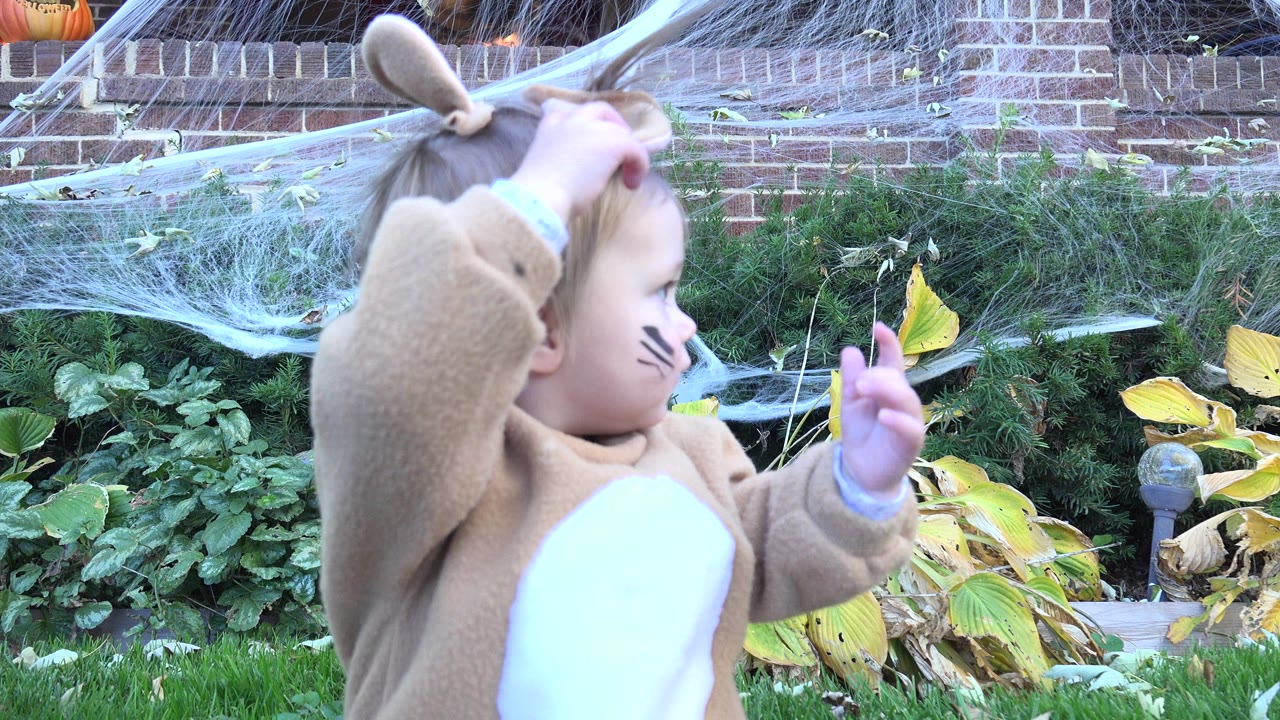 In Westminster, Colorado, a toddler in a brown bear costume stands in grass and reaches up toward one costume ear beside shrubs, brick steps, fake spider webbing, and pumpkins.