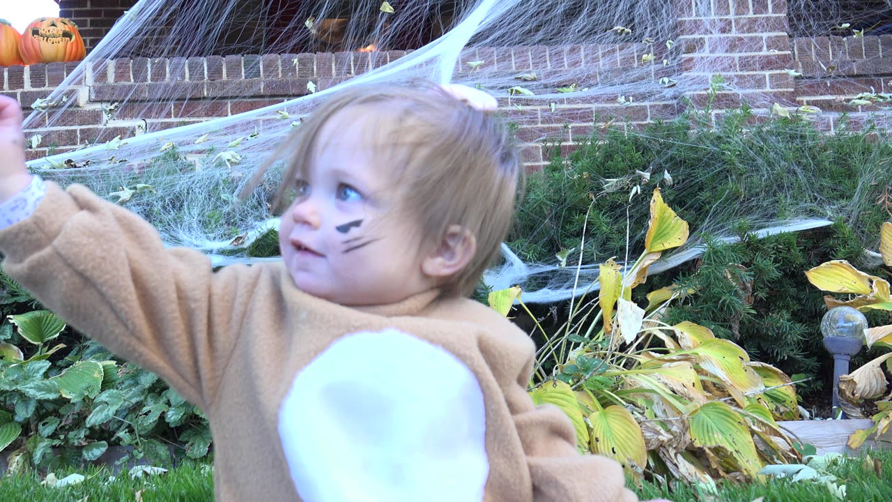 At 0:01 in Westminster, Colorado, the toddler keeps one arm raised and looks up to the side, with a white cobweb sheet stretched across the brick and garden plants behind her.
