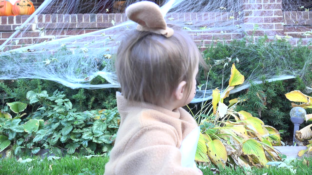 A blonde toddler in a tan rabbit costume faces away in a Westminster, Colorado front yard with fake spider webbing, shrubs, brickwork, and pumpkins behind her.