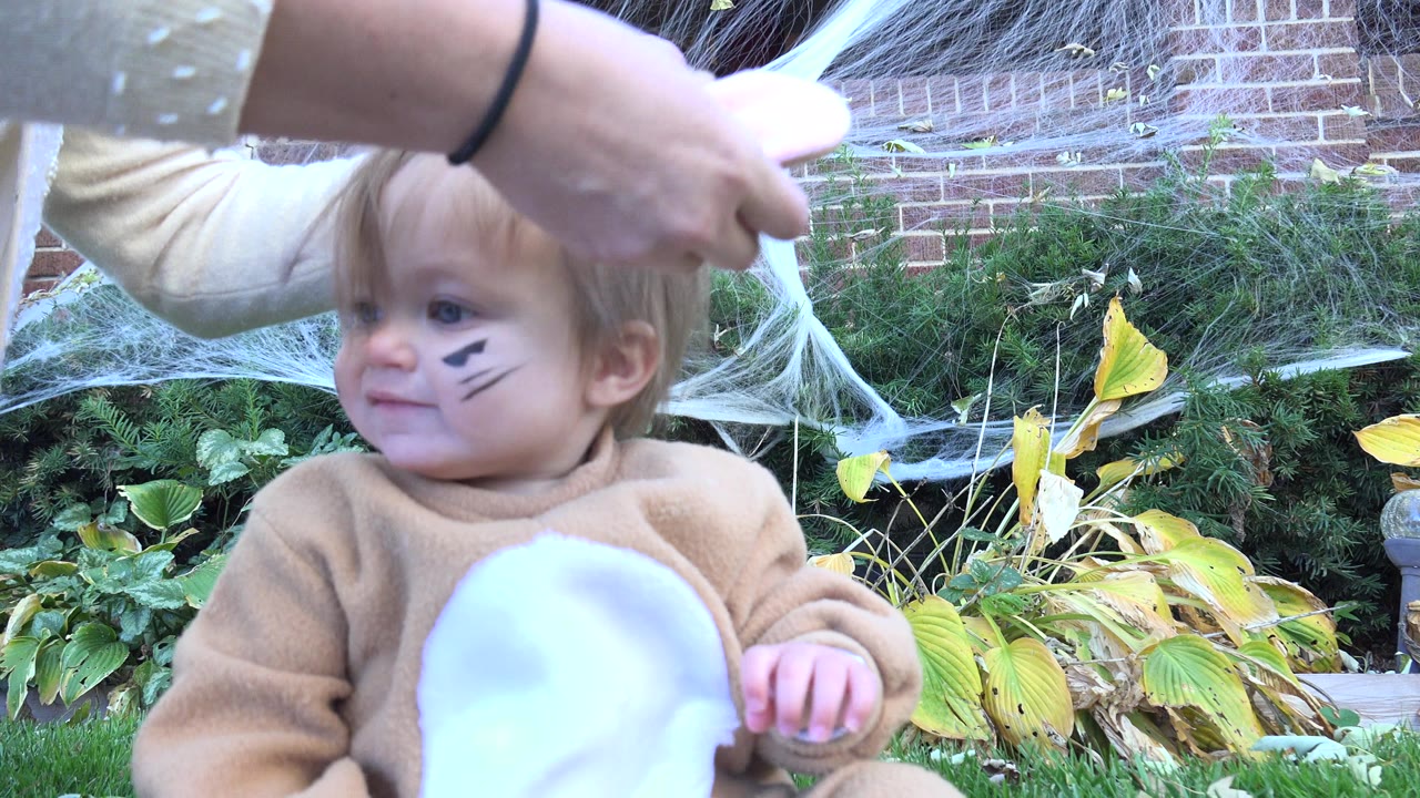 At 0:00 in Westminster, Colorado, a toddler in a tan costume sits on grass with black cheek marks as adult hands begin adjusting hair in front of a brick wall and garden plants.