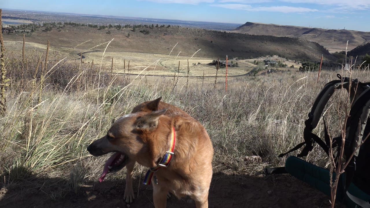 The dog remains low in frame beside tall dry grasses and a baby backpack carrier, with Golden, Colorado foothills stretching across the background, no visible people.