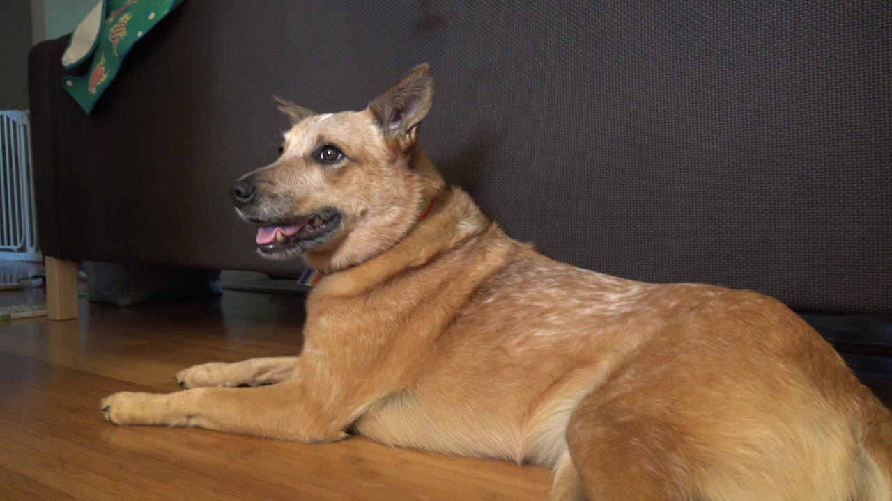 A tan medium-sized dog lies on a wood floor beside a dark couch in a Westminster, Colorado home, with no visible people in this opening frame.