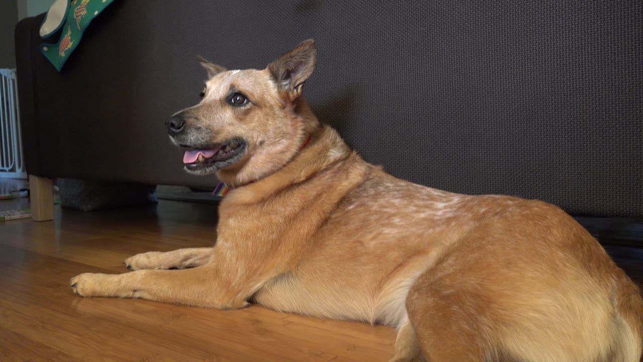 Tan dog lying beside the couch with mouth open.