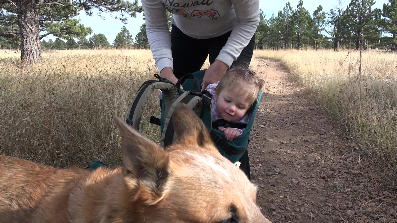In Golden, Colorado, a brown dog fills the foreground while a toddler looks from a green infant carrier on a dry dirt trail with pine trees behind.