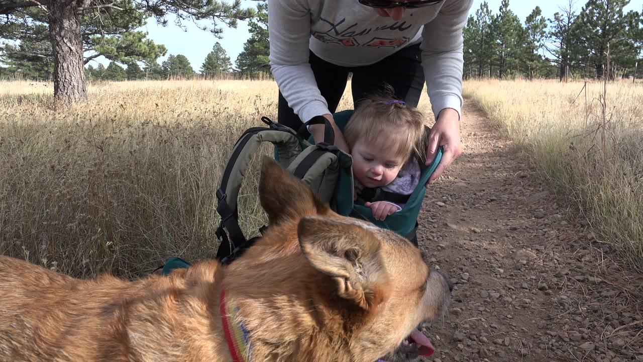 Brown dog turns sideways near toddler in green carrier.
