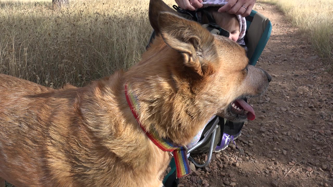 Large tan dog in front of a child seated on an outdoor trail.