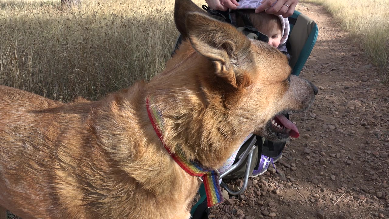 The dog remains in right-facing profile with its mouth open, partly blocking the child and adult behind it on the Golden, Colorado trail.