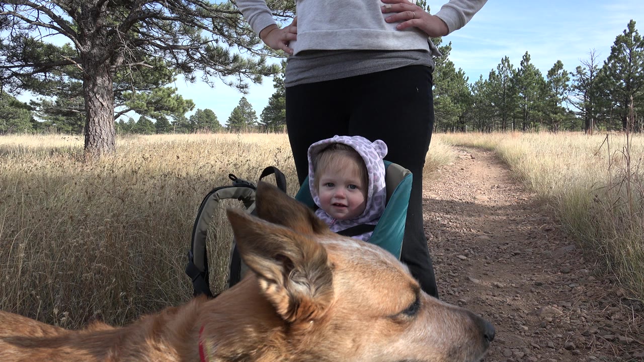 Baby in a child carrier behind a dog on a dirt trail