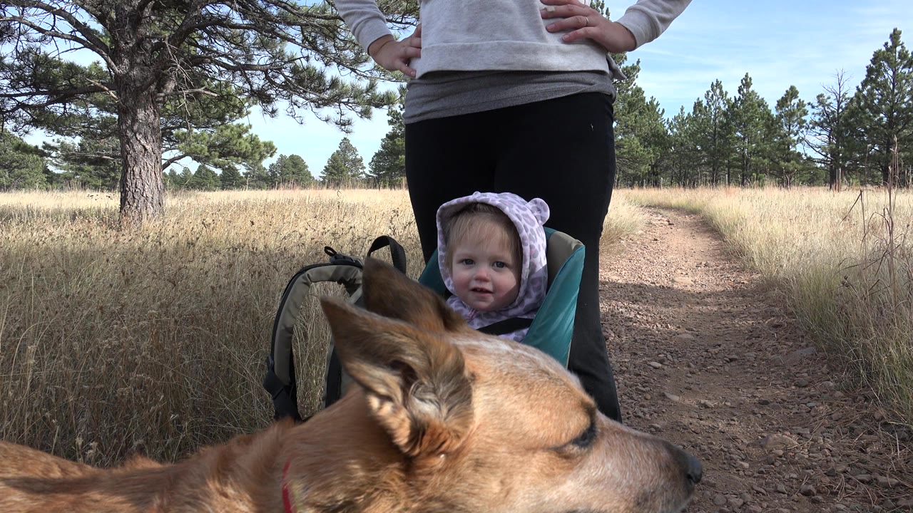 At 0:01 in Golden, Colorado, the baby remains centered in the carrier as the dog's head fills the lower frame and the dirt path runs back between grass and pine trees.
