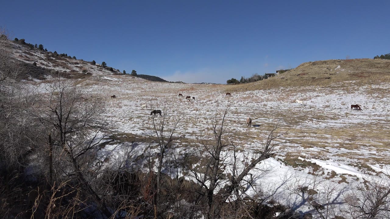 A wide Golden, Colorado winter field shows patchy snow, several grazing animals, bare foreground brush, low hills, blue sky, and no visible people at the start of the clip.