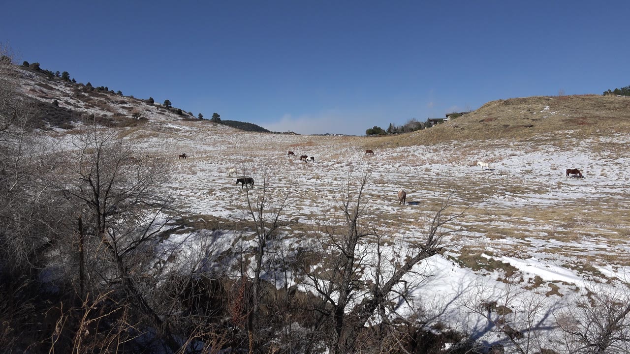 Snowy hillside pasture with scattered grazing animals