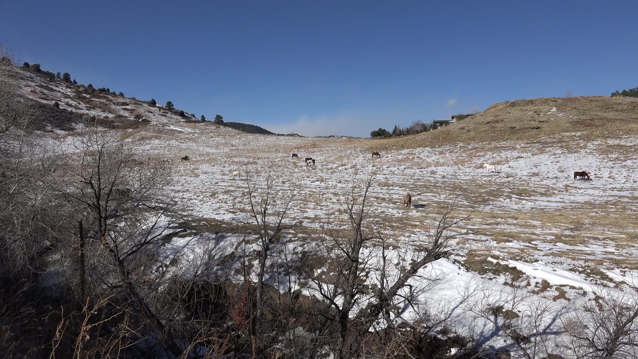 Opening frame of a snow-dusted hillside in Golden, Colorado, with leafless shrubs in the foreground, small grazing animals across the slope, blue sky above, and no visible people.