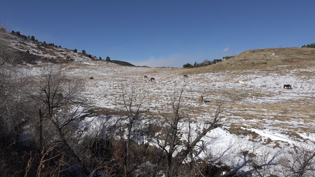 Wide view of open land in Golden, Colorado with dry grass, scattered snow, bare foreground brush, grazing animals in the distance, and no visible people.