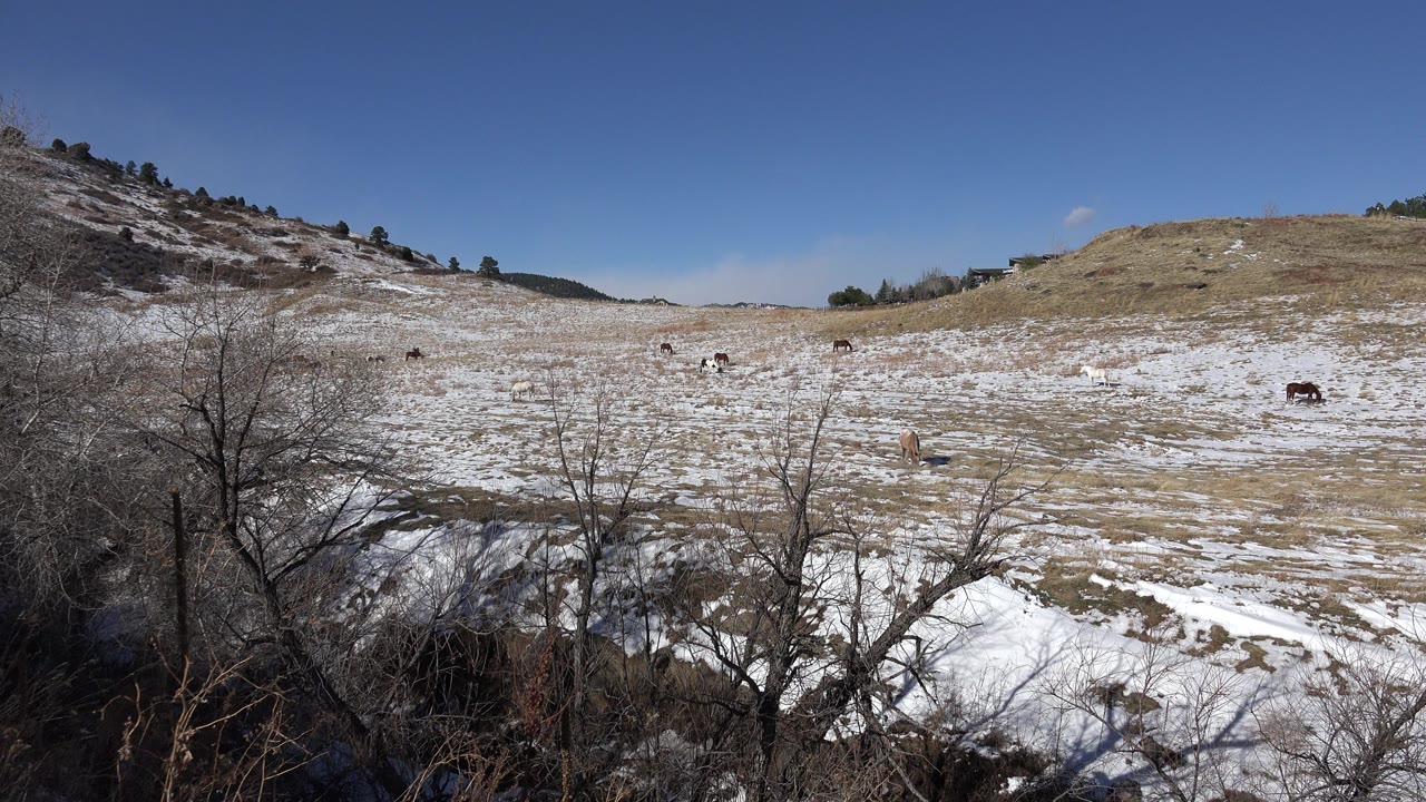 Opening frame of a snow-patched dry hillside in Golden, Colorado, with bare foreground shrubs, distant dark animals, rocky slopes, blue sky, and no visible people.