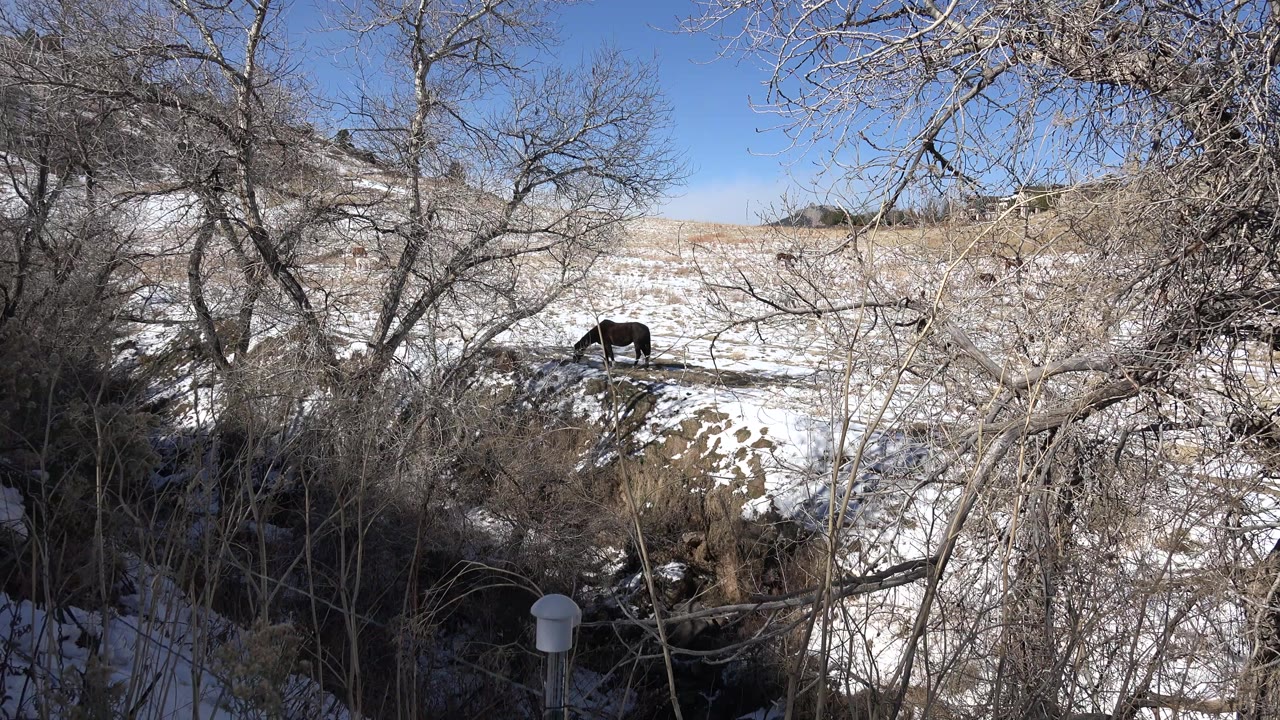 A dark animal stands in a patchy snow field behind leafless brush in Golden, Colorado, with dry grass, blue sky, and no visible people.