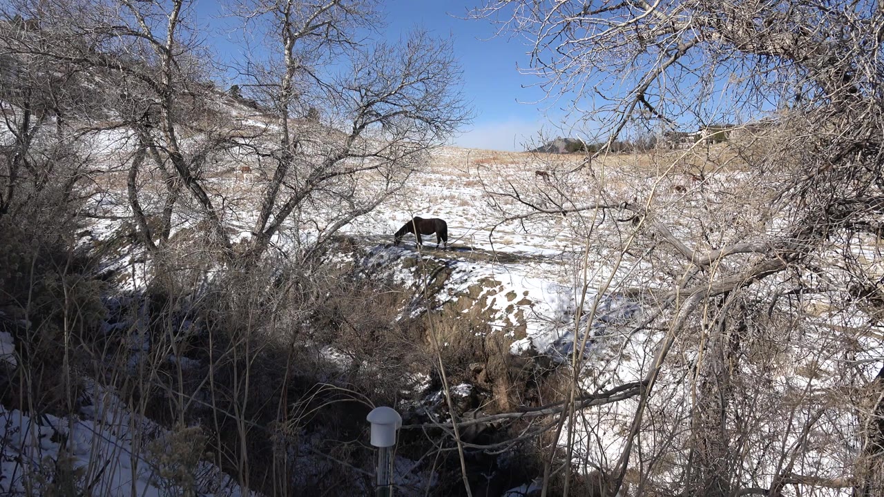A dark animal remains in the snowy midground in Golden, Colorado, framed by bare tree limbs and dry vegetation with no visible people.