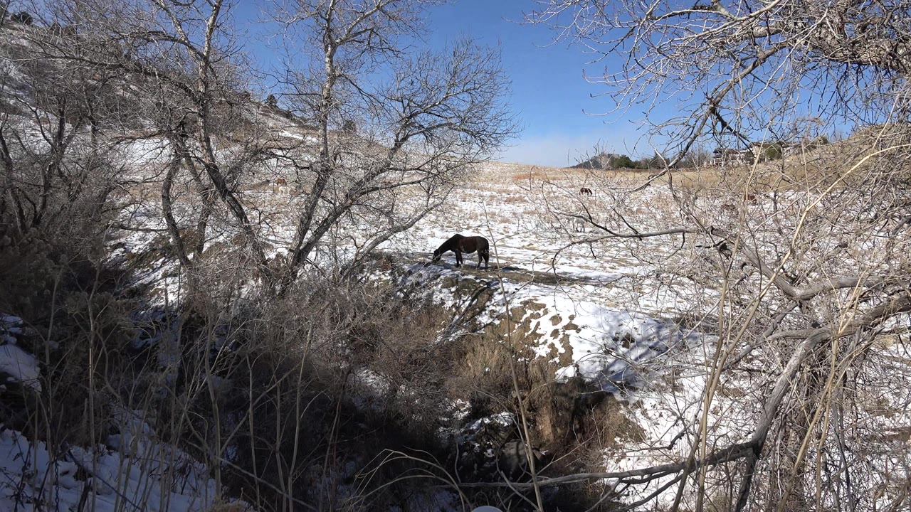 Animal on snowy slope beyond dense bare brush