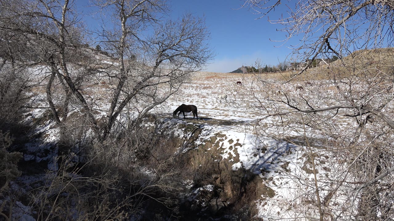 At 0:00, a dark horse grazes on a snow-covered hillside in Golden, Colorado, with bare branches in the foreground and no visible people.