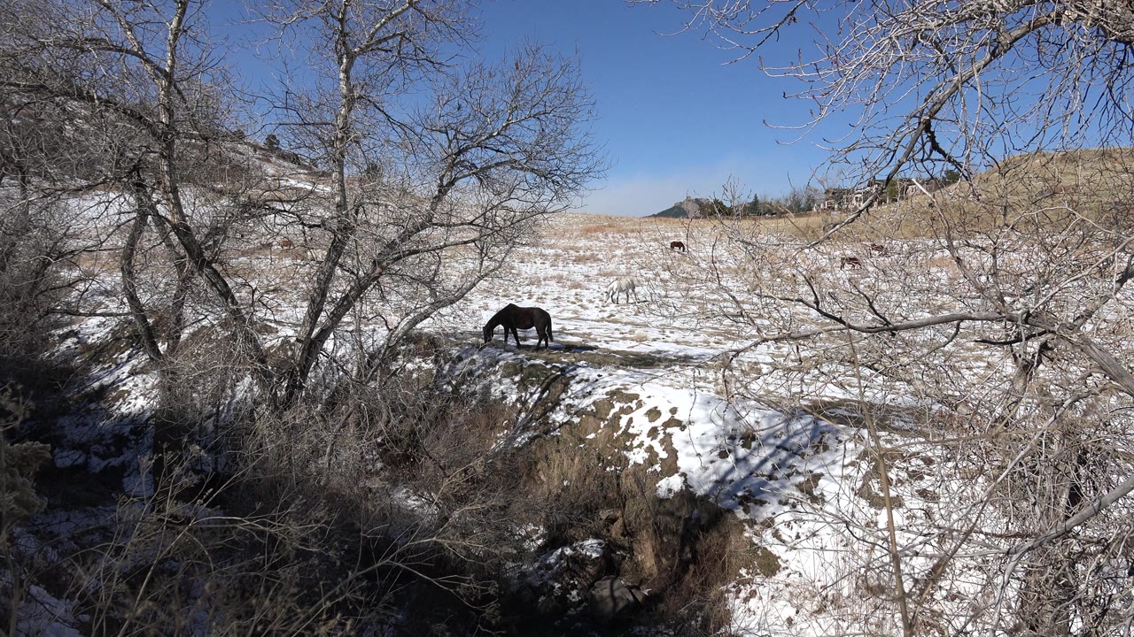 Grazing horse on a bright snowy slope with bare tree limbs.