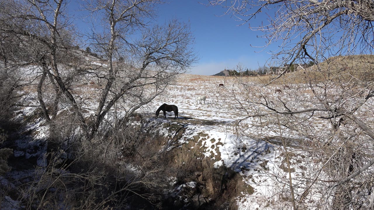 Dark horse feeding in a snow-patched field framed by bare trees