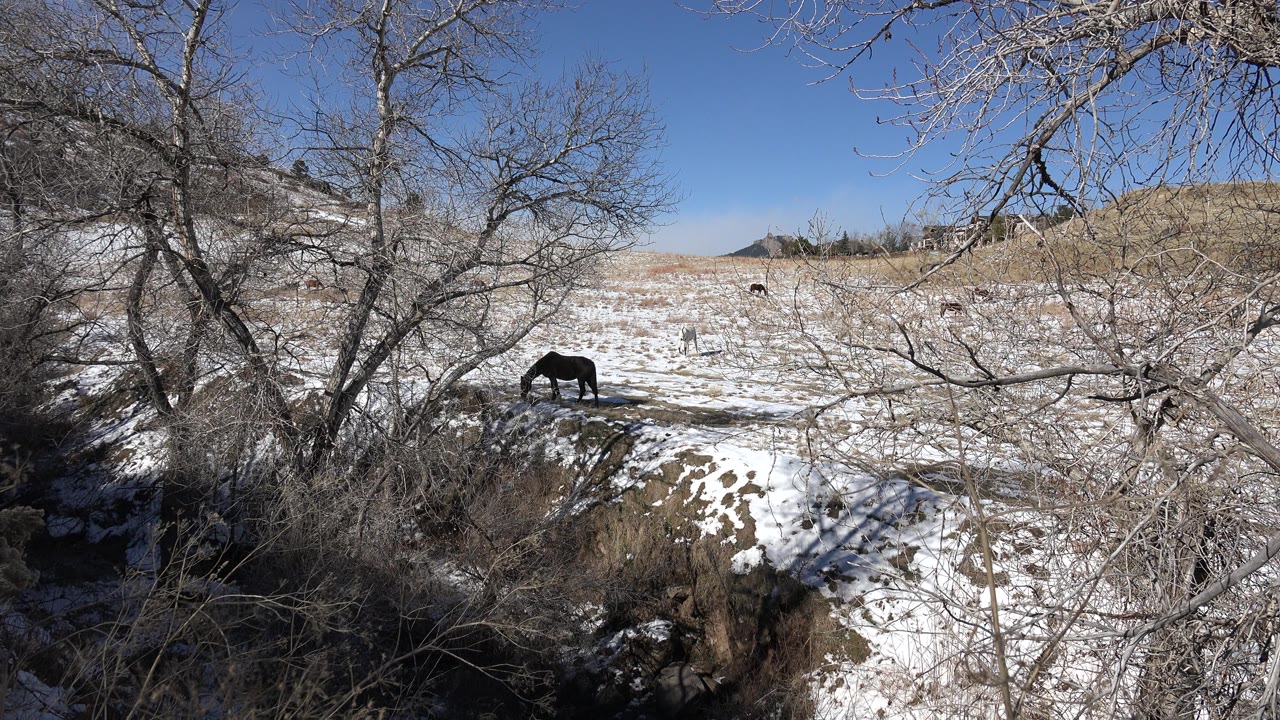 A horse grazes in a patchy snow-covered field in Golden, Colorado, framed by bare winter branches and brush, with no visible people.