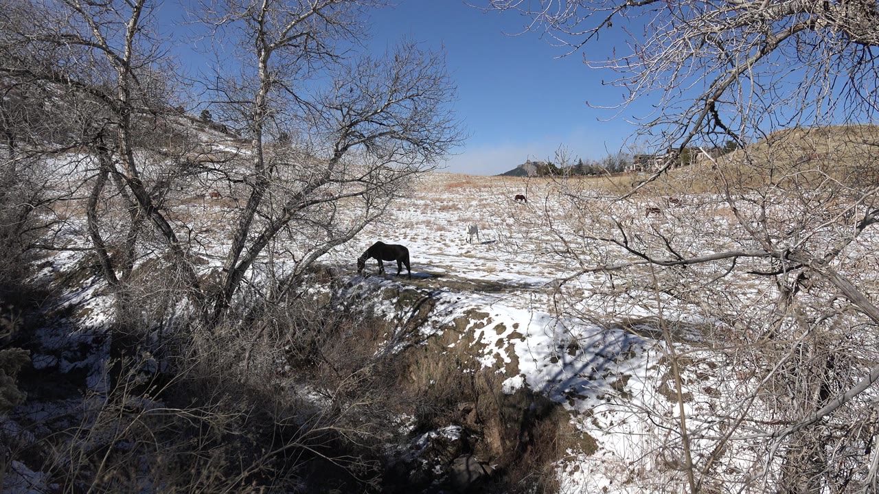 A dark horse keeps its head down grazing near a brushy ditch in Golden, Colorado, with leafless trees crossing the frame and no visible people.