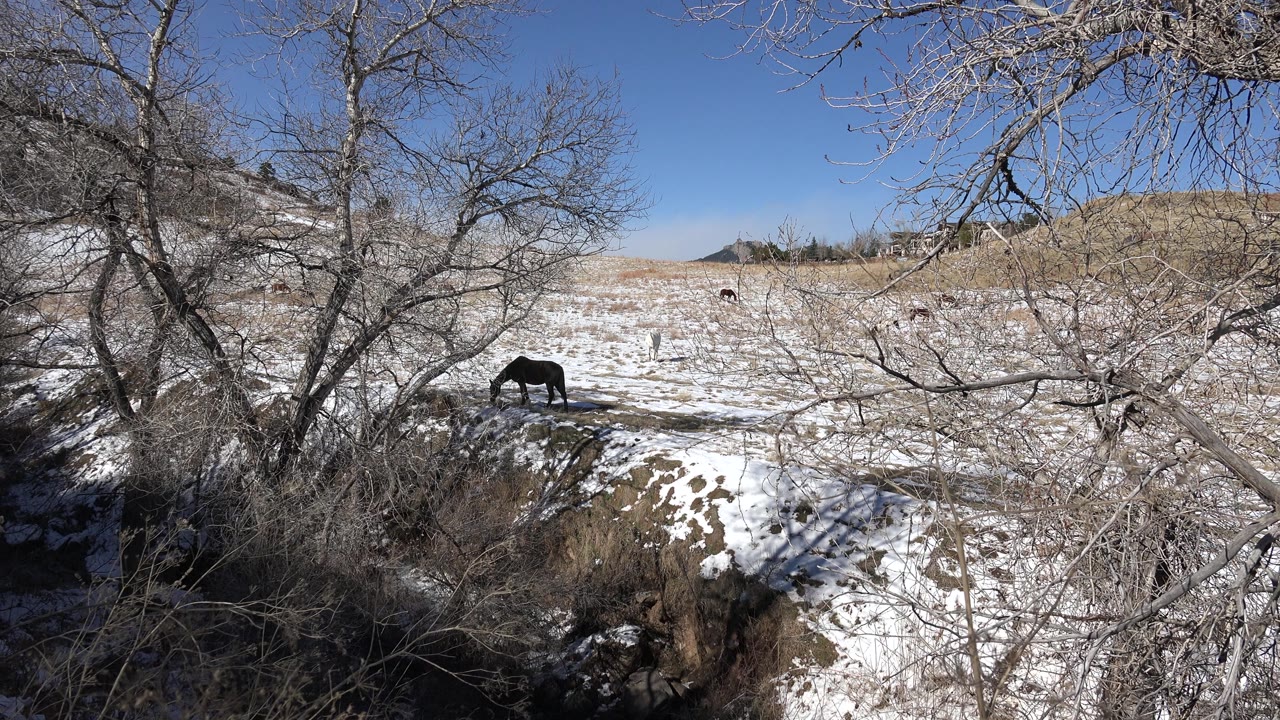 Wide field view with horse grazing under bare branches.