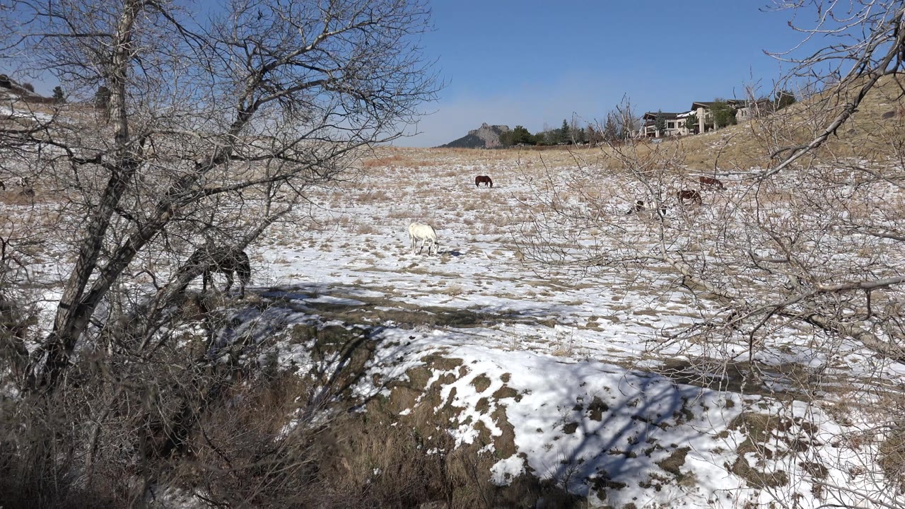 Wide view of a snow-patched pasture in Golden, Colorado, with several horses grazing beyond bare foreground trees and no visible people.