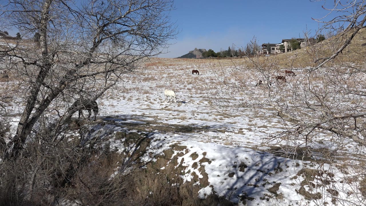 Snow-patched hillside pasture in Golden, Colorado, with horses spread across the field, bare branches in the foreground, distant houses, and no visible people.