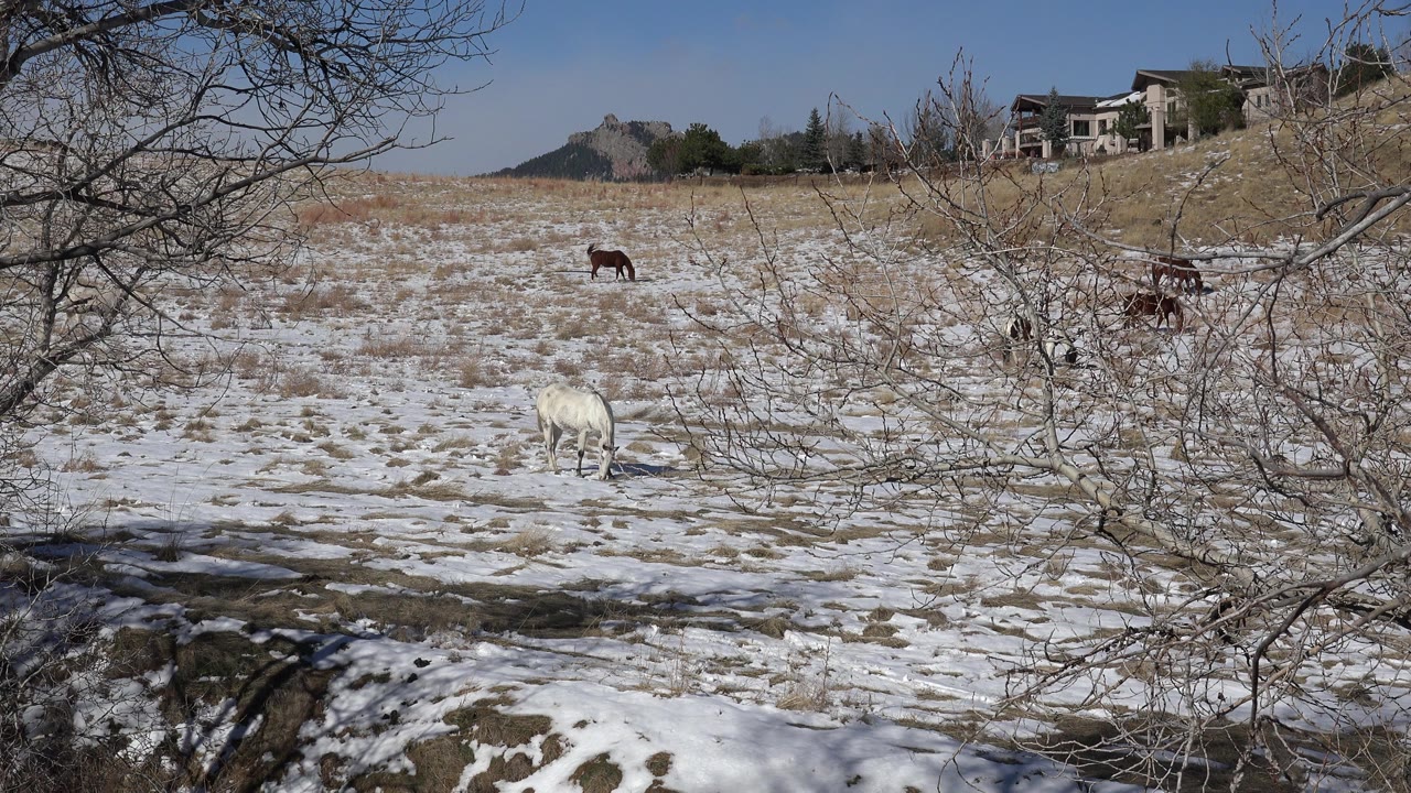Animals in a snowy field behind bare branches.