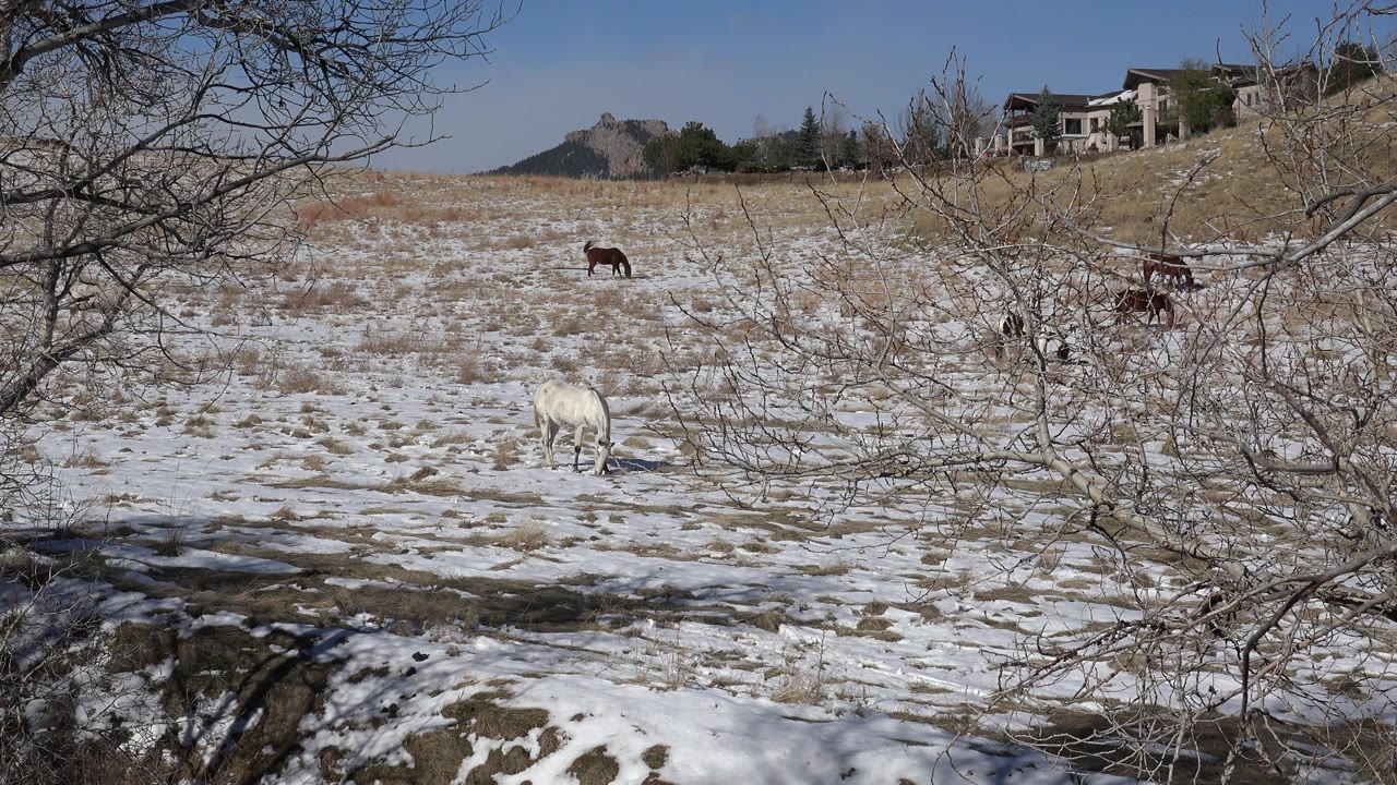 A white animal stands lower in the snowy Golden, Colorado field while darker animals remain farther back near bare branches, with no visible people.