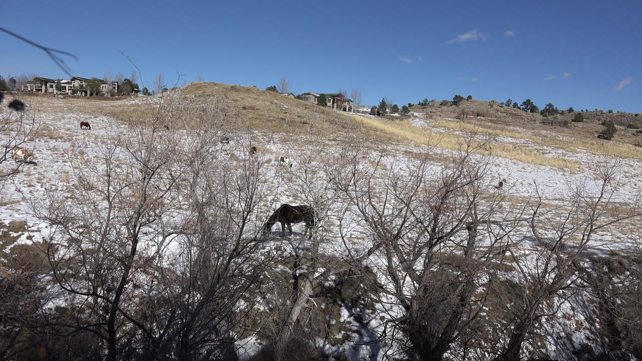 Horses grazing on a snowy hillside behind bare brush.