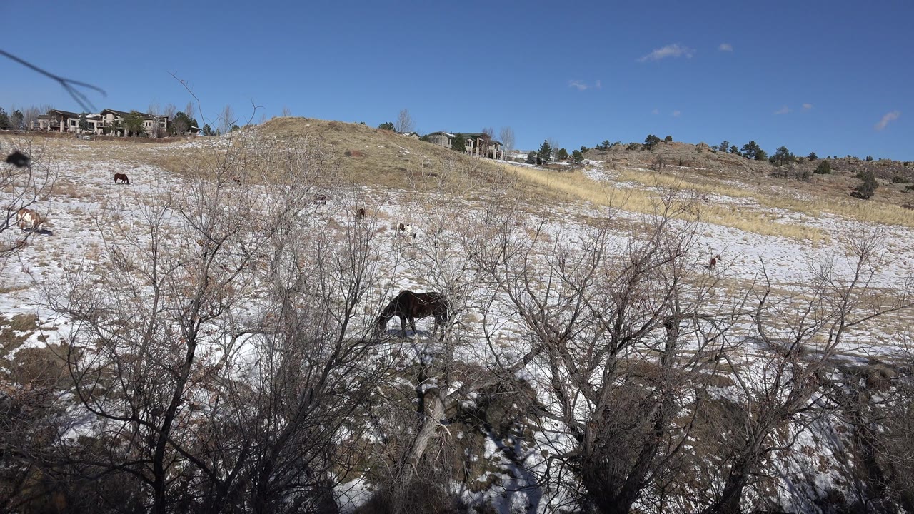 A second moment in Golden, Colorado shows the same snowy pasture, with a dark horse low in the frame, smaller horses up the slope, bare shrubs, and no visible people.