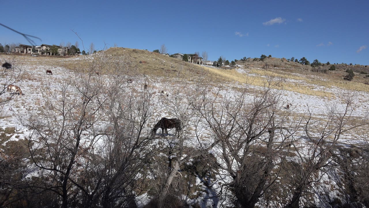 Horse grazing behind bare trees on a snowy hillside.