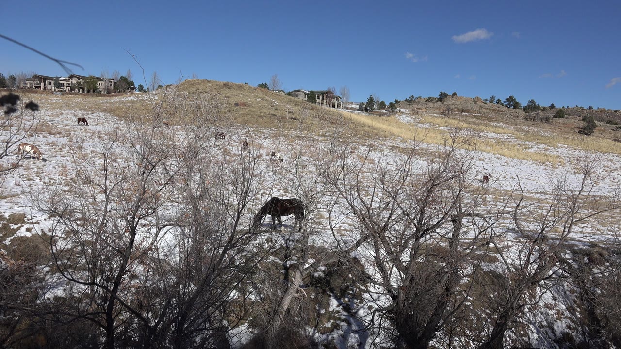 Brown horse grazing behind leafless brush on a snow-patched prairie hillside.