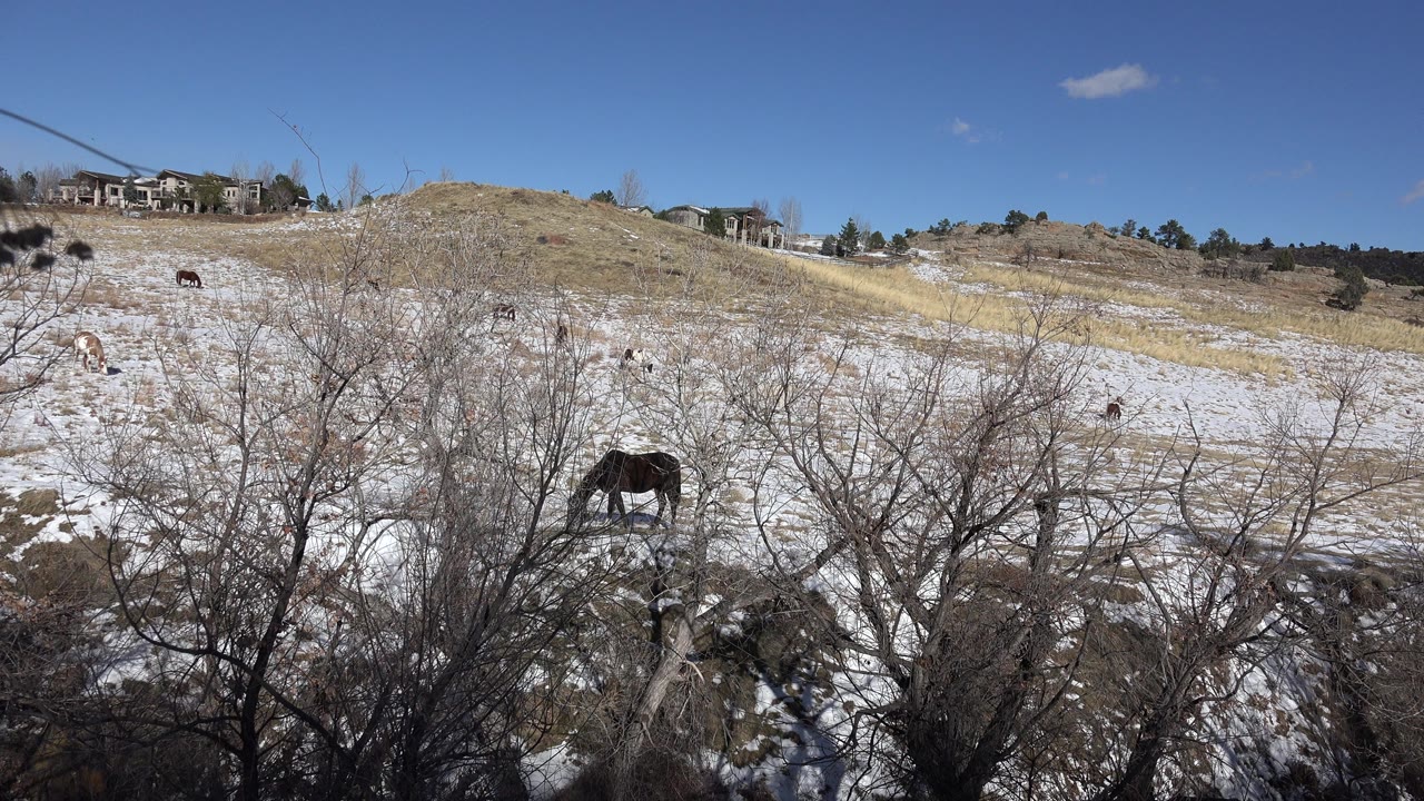 Opening frame of horses grazing on a snow-patched hillside in Golden, Colorado, with leafless foreground trees, distant houses on the ridge, blue sky, and no visible people.