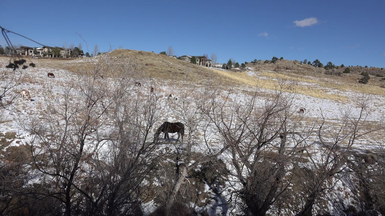 Brown horse grazing beyond leafless brush in a snowy tan field.