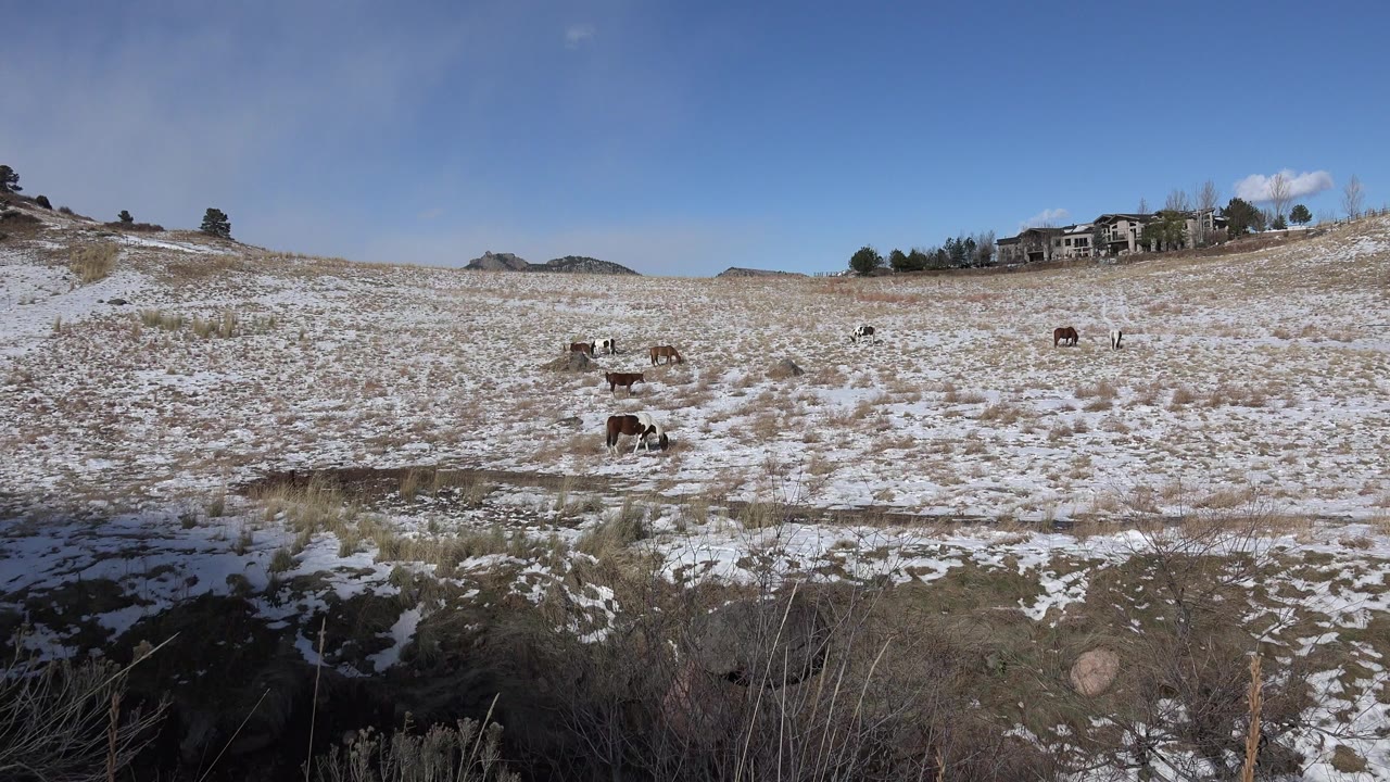 Wide view of horses grazing in a patchy snow field in Golden, Colorado, with dry grass, low hills, distant houses, and no visible people.