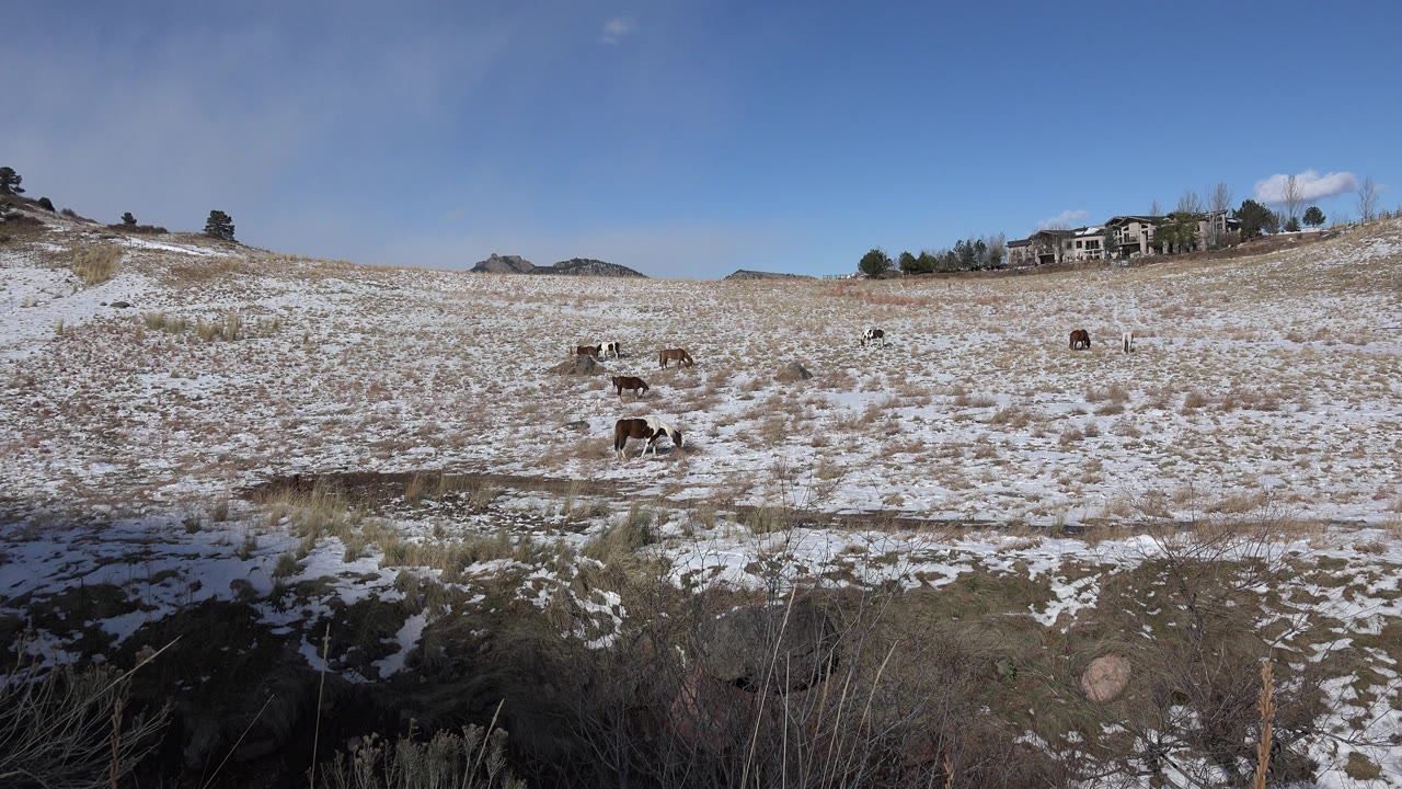 Wide view in Golden, Colorado of large animals spread across a patchy snow and dry grass field, with brush in the foreground, homes on the ridge, blue sky, and no visible people.