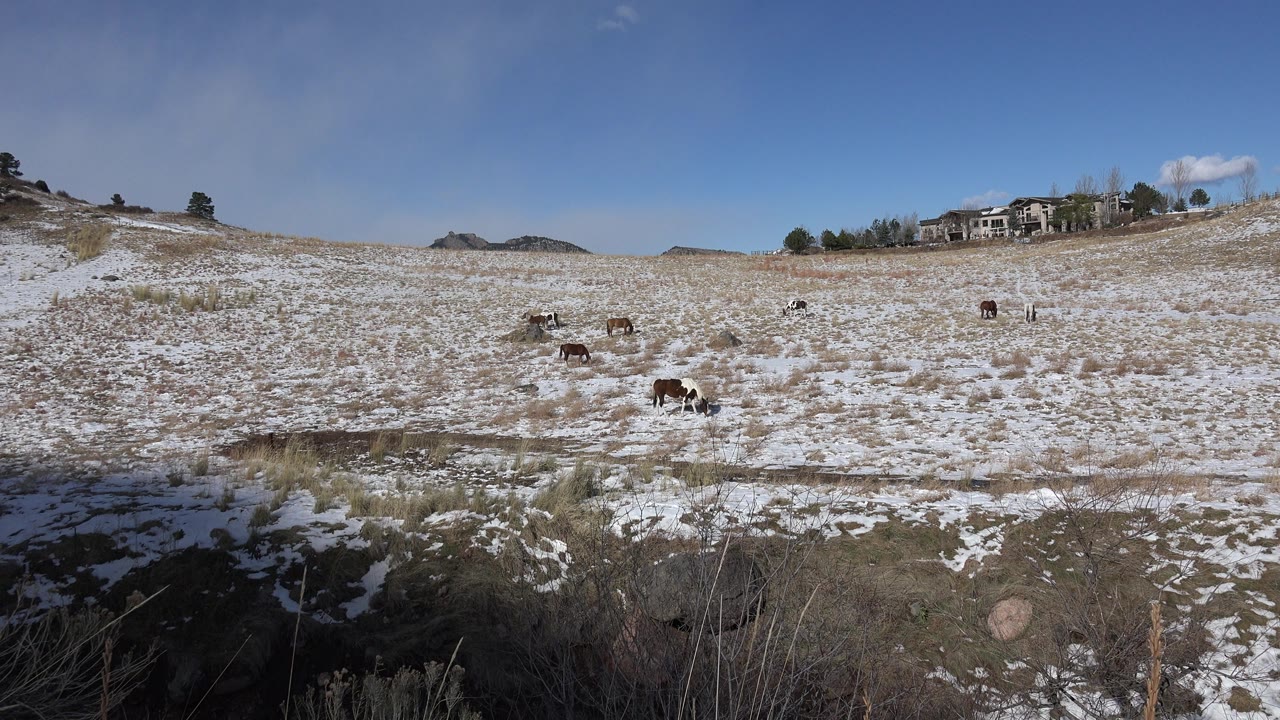 Wide view of patchy snow and dry grass in Golden, Colorado, with cattle grazing below ridge-top homes and no visible people.