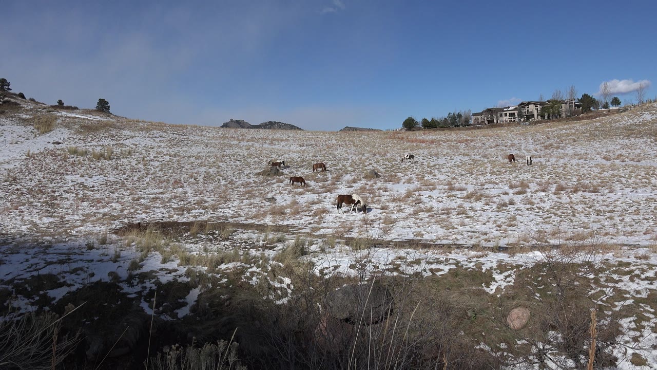 Snowy grass field with animals under blue sky.