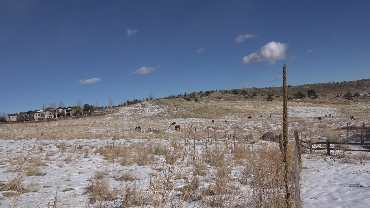 Snow-patched field with dry grass, grazing animals, distant homes, and a wooden fence post.