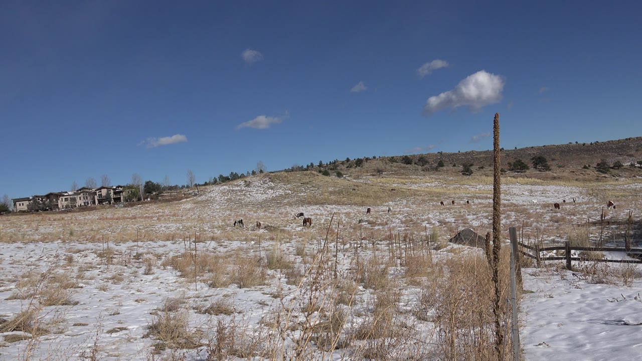 Second frame of the Golden, Colorado hillside keeps the distant homes on the left, grazing mammals scattered across the slope, dry grass and snow in front, and no visible people.