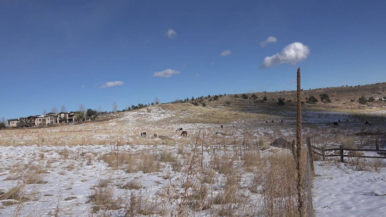 A wide Golden, Colorado meadow view shows patchy snow, dry winter grass, small dark animals in the distance, homes at left, and no visible people.