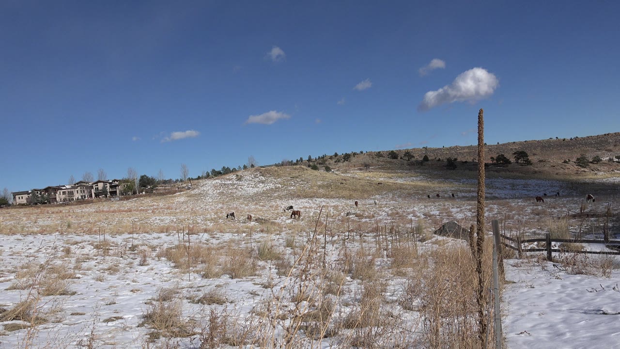 Open winter meadow with small animals spread across the field and homes at the left edge.