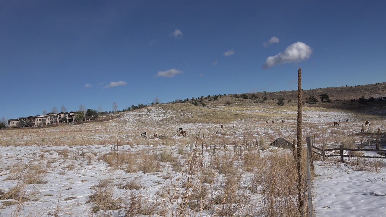 Snowy grassy hillside with distant homes, grazing animals, fence post, and blue sky.
