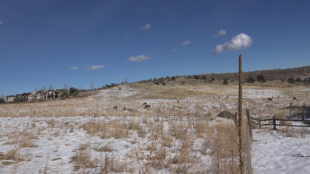 Second frame of the Golden, Colorado field view, with the fence post still near the right edge, snow and tan grass across the foreground, distant homes at left, grazing animals in the midground, and no visible people.