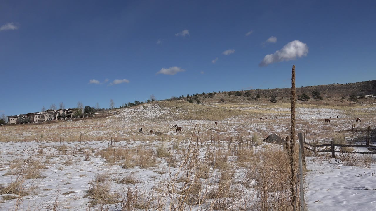 Snowy grass field under a blue sky with distant homes and low hills.