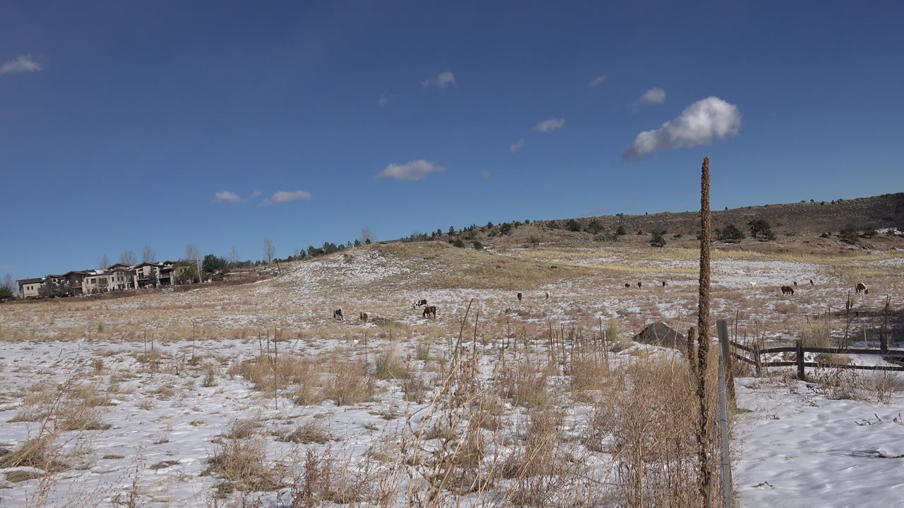 Early frame of the Golden, Colorado field with a tall fence post near the right edge, snow across the foreground, homes on the left horizon, grazing animals in the midground, and no visible people.
